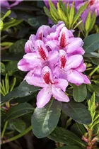  - Rhododendron 'Furnivall´s Daughter'