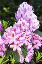  - Rhododendron 'Furnivall´s Daughter'