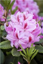  - Rhododendron 'Furnivall´s Daughter'