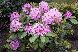  - Rhododendron 'Furnivall´s Daughter'