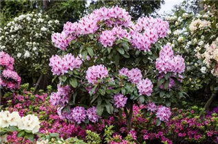  - Rhododendron 'Furnivall´s Daughter'
