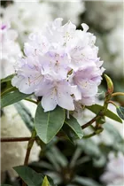  - Rhododendron 'Jewess'