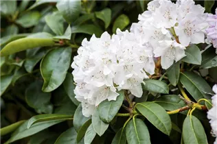  - Rhododendron 'Jewess'