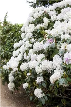  - Rhododendron 'Jewess'