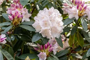  - Rhododendron 'Jewess'