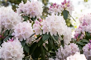  - Rhododendron 'Jewess'