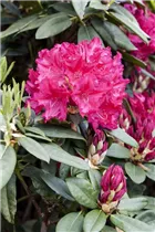  - Rhododendron 'General D. Eisenhower'