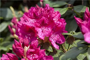  - Rhododendron 'General D. Eisenhower'