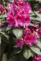  - Rhododendron 'General D. Eisenhower'