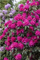  - Rhododendron 'General D. Eisenhower'