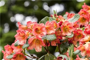 - Rhododendron 'Joyance Group'