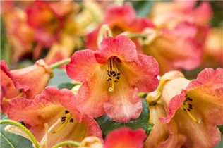 - Rhododendron 'Joyance Group'