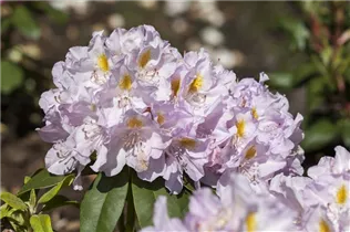  - Rhododendron 'Genoveva'