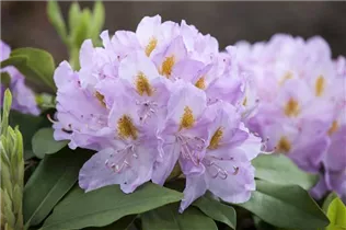  - Rhododendron 'Genoveva'