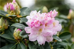  - Rhododendron 'Genoveva'