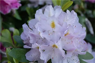  - Rhododendron 'Genoveva'