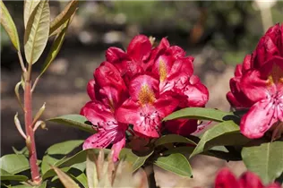  - Rhododendron 'Junifeuer'