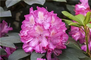 - Rhododendron 'Junifeuer'