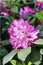  - Rhododendron 'Junifeuer'