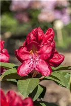  - Rhododendron 'Junifeuer'