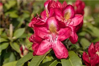  - Rhododendron 'Junifeuer'