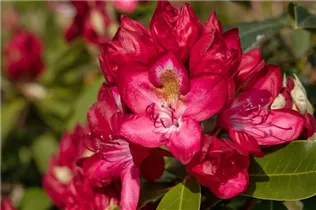  - Rhododendron 'Junifeuer'
