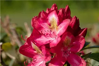  - Rhododendron 'Junifeuer'
