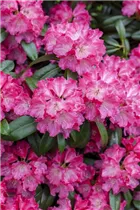 - Rhododendron 'Germania'®  - Rhododendron 'Germania'®