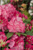 - Rhododendron 'Germania'®  - Rhododendron 'Germania'®