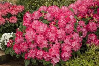 - Rhododendron 'Germania'®  - Rhododendron 'Germania'®