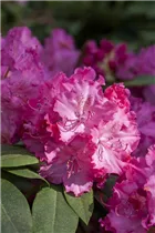 - Rhododendron 'Germania'®  - Rhododendron 'Germania'®