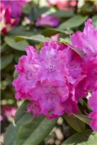 - Rhododendron 'Germania'®  - Rhododendron 'Germania'®