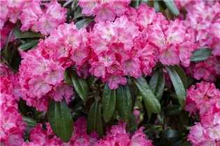 - Rhododendron 'Germania'®  - Rhododendron 'Germania'®