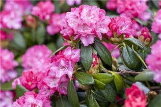 - Rhododendron 'Germania'®  - Rhododendron 'Germania'®
