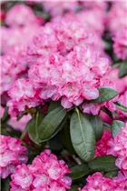 - Rhododendron 'Germania'®  - Rhododendron 'Germania'®