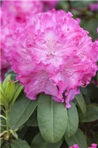 - Rhododendron 'Germania'®  - Rhododendron 'Germania'®