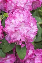 - Rhododendron 'Germania'®  - Rhododendron 'Germania'®
