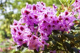  - Rhododendron 'Kabarett'®