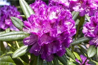  - Rhododendron 'Kabarett'®