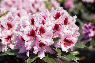  - Rhododendron 'Kabarett'®