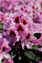  - Rhododendron 'Kabarett'®