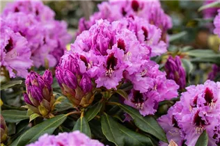  - Rhododendron 'Kabarett'®