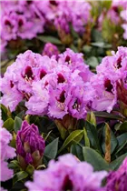  - Rhododendron 'Kabarett'®