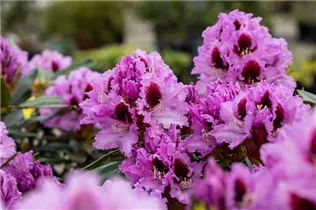  - Rhododendron 'Kabarett'®