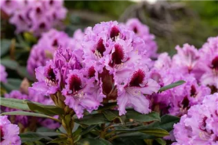 - Rhododendron 'Kabarett'®