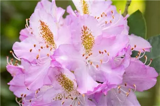  - Rhododendron 'Gisela'