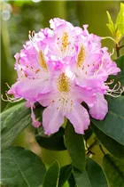  - Rhododendron 'Gisela'
