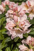  - Rhododendron 'Karamelcocktail'