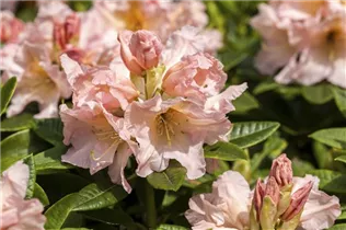  - Rhododendron 'Karamelcocktail'