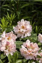  - Rhododendron 'Karamelcocktail'